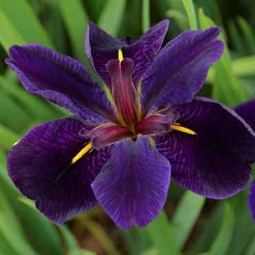 Iris 'Black Gamecock' - Louisiana Iris